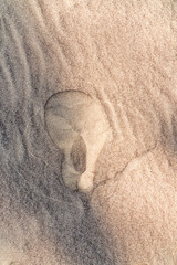 Fototapeta na wymiar Sand beach sandy beach, view from above, imprint in the sand, alien face,