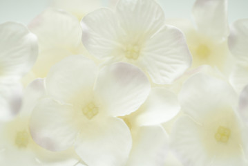 background of flowers