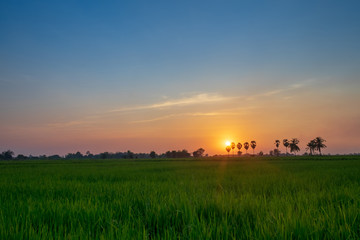 Rice field in sunrise time blue orange sky background in Thailand