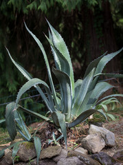 Blue agave agave azul also called tequila agave.