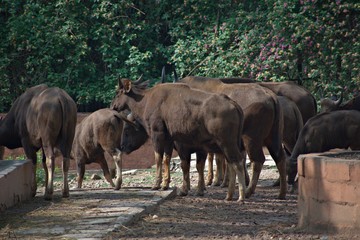 Bison in the Mysore Zoo