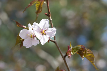 Japanese cherry Sakura blossom in spring time