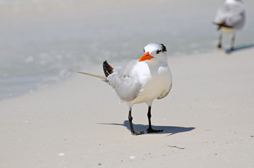 A royal tern (Laridae Thalasseus maximus) with red-orange bill, patchy winter cap, white neck, grey wings, dark brown tail and black webbed feet standing in bright sun on a tan beach staring forward. 