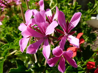 Geranium 