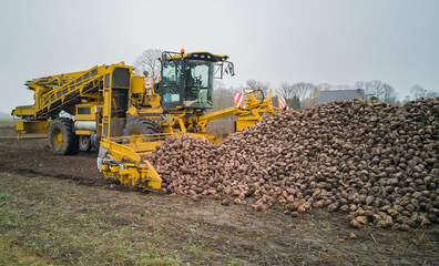 Zuckerrübenernte mit einem Rübenroder eine Landwirtschaftliche Maschine 