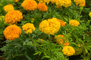 yellow flowers in the garden
