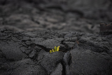 Obraz premium neues Leben im Lavafeld