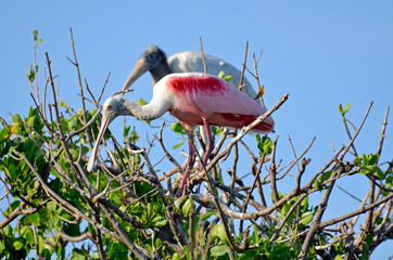 Roseate spoonbill (Platalea ajaja) with long legs, rosey and neon pink body, curved cream, white and gray neck, bright red eye and shiny tan flat beak standing on mangrove branches under blue sky. - Powered by Adobe