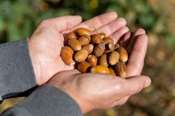 acorns in the hands of a man 