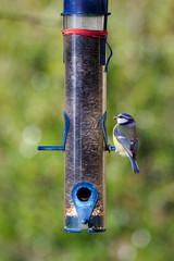 mésange bleue