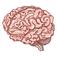 Vector Cartoon Pink Human Brain