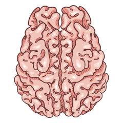 Vector Cartoon Pink Human Brain. Top View.