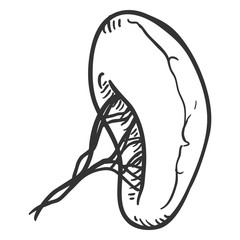Vector Sketch Human Spleen. Anatomical Organ Illustration.
