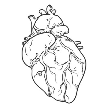 Vector Sketch Human Hearts. Anatomical Organ Illustration.