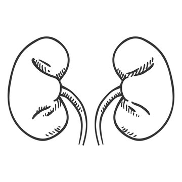 sketchy black and white kidneys clip art preview