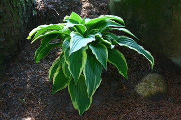 Roślina Funkia © moniadk