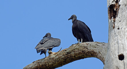 Two large American black vultures (Coragyps atratus) with glossy black plumage, sharp hooked beaks, front and back views looking off into the distance while standing on an old rotted tree trunk.