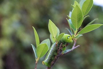 Oleander hawkmoth caterpillar  (Daphnis nerii, Sphingidae) on the branch of tree with blur nature background.