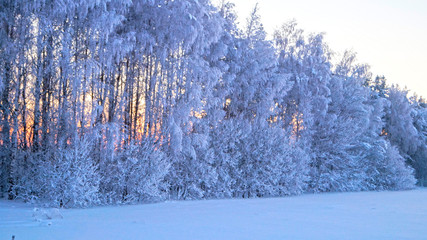 Winter trees at sunset