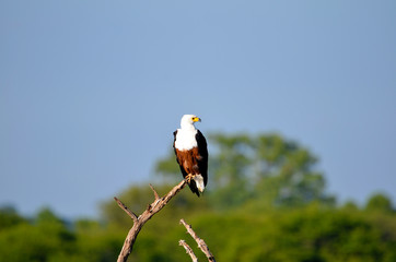 African Fish Eagle