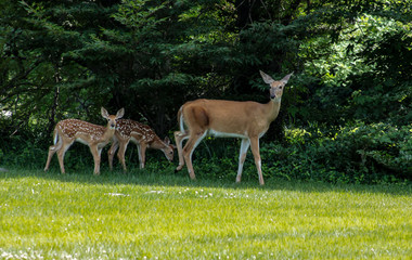 Doe and two fawns walking along treeline with green grass and foliage