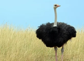 Foto auf Acrylglas Common ostrich (Struthio camelus) with pink bill, long lashes over black eye, slender white neck and fluffy black feathered body standing on thick legs in field of tall yellow grass under clear sky. © Diana