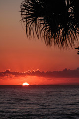 Fototapeta na wymiar Ocean sunrise with clouds on the horizon and palm fronds silhuoetted in the foreground