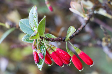 red flower background