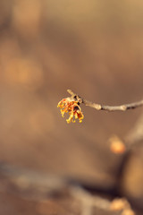 yellow vernal witch hazel flowers. hamamelis vernalis.
