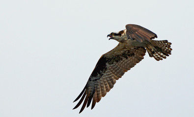 Fototapeta premium Large osprey (Pandion haliaetus), flying with spread brown and white wings and tail, large claws folded back, feather detail, open hooked beak and bright yellow eye against white sky. Room for copy.