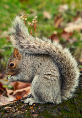 A Squirrel in Action