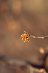 yellow vernal witch hazel flowers. hamamelis vernalis.
