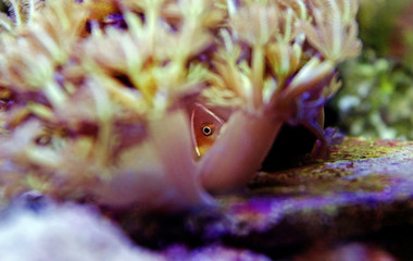Pink Skunk Clownfish - (Amphiprion perideraion)
