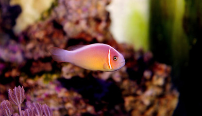 Fototapeta na wymiar Pink Skunk Clownfish - (Amphiprion perideraion)