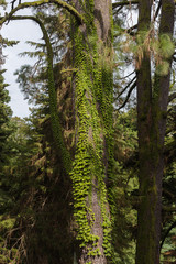 Evergreen plant Hedera canariensis known as Canarian ivy climbing up the tree