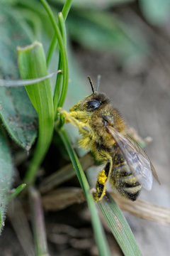 Hinig Bilder Durchsuchen 13 Archivfotos, und Videos