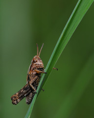 Heuschrecke
