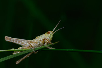 Heuschrecke