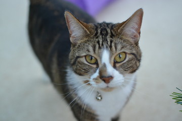 Closeup of a domestic cat