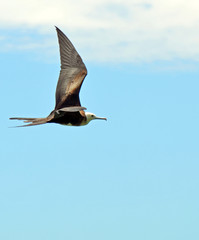 Side view of frigatebird or frigate bird in flight with sun glistening on thin black wings, brown body, tail spread in V, white head and long hooked beak against cloudy blue sky. Space for copy.