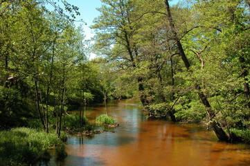 Fototapeta premium Roztoczanski Park Narodowy