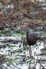 An intriguing solitary Glossy Ibis hunts for its food deep in a wetlands