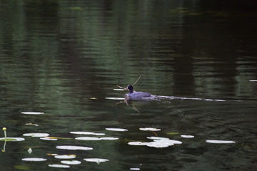 Tauchhuhn beim Nestbau