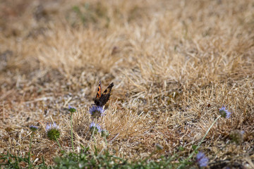 Schmetterling an blauem Klee