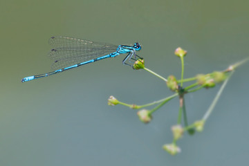 Libelle