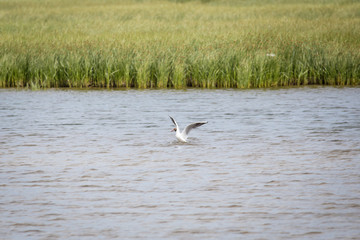 Möwe landet auf See