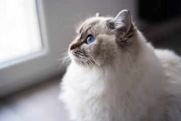 Adorable Ragdoll cat looking up