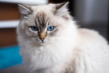 Ragdoll cat sitting on the floor