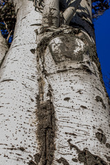 Populus tremula commonly called aspen tree, European aspen or quaking aspen tree
