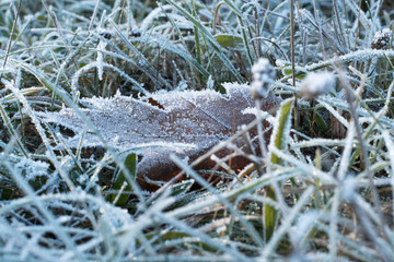 Grass covered by ice with frozen leave
